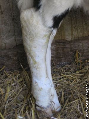 Sa patte cassée... ou au moins son plâtre !